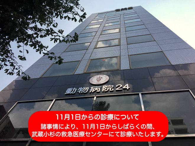 東京動物病院24_東京都品川区の動物病院